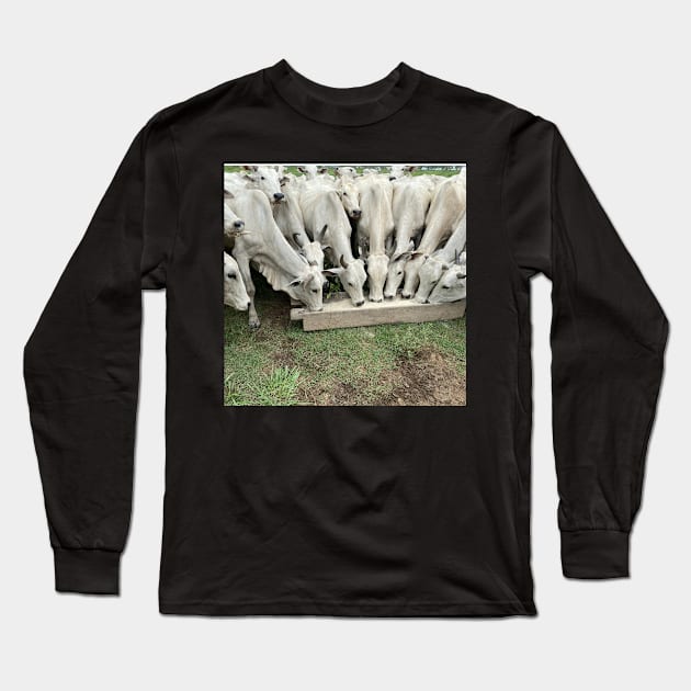 Cows Eating real photo Long Sleeve T-Shirt by CattleRanch Photos